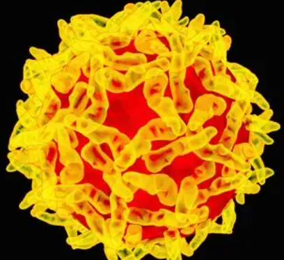 Microscope used for infectious disease research